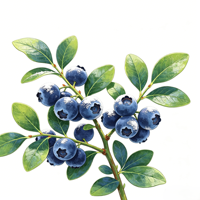 Ekstrak Bubuk Blueberry Laris Manis, Standar 25%/50%/60% Proanthocyanidins PACS Antioksidan untuk Formula Kesehatan Kulit
