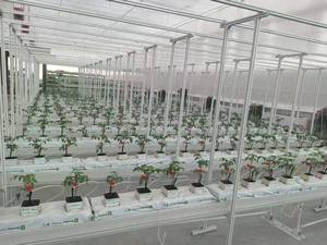 Soteng : Optimisation de l'Utilisation de l'Espace, Culture de Tomates en 3D, Serre de <span class=keywords><strong>Balcon</strong></span>, Irrigation Hydroponique - Product Image 2