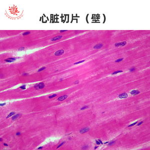 Lames microscopiques d'organes internes, spécimens histologiques physiologiques normaux, aides pédagogiques pour les cours d'anatomie de base en - Product Image 5