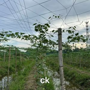 Additivo alimentare per frutta e verdura di grado industriale diammonio idrogeno fosfato di vendita calda - Product Image 1