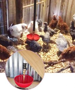 Bebedero Grande para Aves de Corral QA, Taza para Beber para Aves de Corral, Bebedero Automático para Pollos - Product Image 6