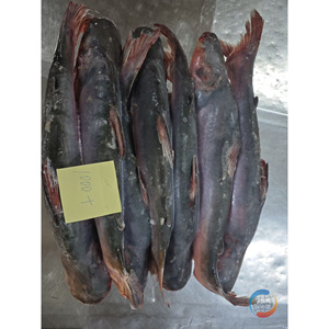 <span class=keywords><strong>ปลา</strong></span>แช่แข็งพรีเมียม <span class=keywords><strong>ปลา</strong></span>พังกัสิอุสบาซาทั้งตัว สำหรับขายส่งในราคาตลาด - Product Image 4