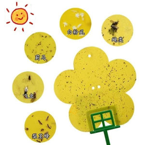 Trampas Adhesivas para Mosquitos de Plantas, Trampas Adhesivas Amarillas de Doble Cara para Moscas de la Fruta, Atrapa <span class=keywords><strong>Insectos</strong></span> para Exteriores, para Mosquitos e <span class=keywords><strong>Insectos</strong></span> Voladores - Product Image 3