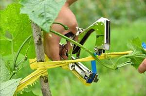 Grapa para Tapetool Tapener Atar Grapa Pin Clavo para uso en jardín - Product Image 5