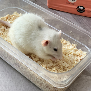 Sciure de pin écologique <span class=keywords><strong>pour</strong></span> chats, forte action anti-odeurs, produits de nettoyage <span class=keywords><strong>pour</strong></span> animaux de compagnie, fabriqué en Chine - Product Image 5