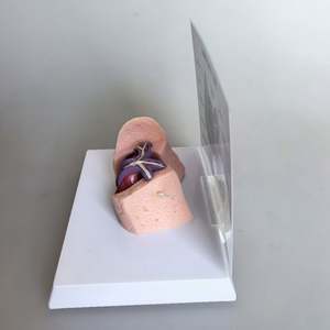 केरीनमेड कैनाइन दिल और फेफड़े के मॉडल कुत्ते हृदय रोग मॉडल - Product Image 4