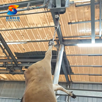 Machines d'abattage de bétail, équipement d'abattoir pour le traitement automatique du bétail