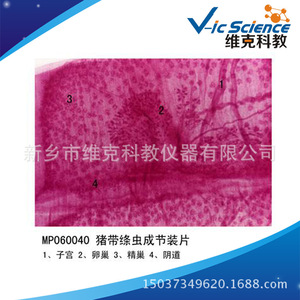 Segmented slide of pork tapeworm, phylum Platyhelminthes, biological section, biology teaching equipment, <b>microscope</b> slide. - Product Image 5