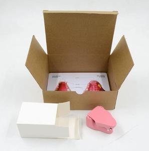 Modelo Anatómico de Dientes de Gato, Modelo de Dientes de <span class=keywords><strong>Felidae</strong></span> para Ciencias Médicas - Product Image 4