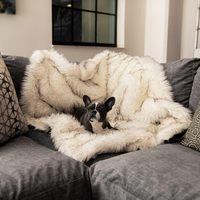 Nouveauté vente en gros de coussin de lit doux et chaud pour chien Accessoires de coussin de matelas pour chien Couverture en peluche pour chien en fausse fourrure en peluche pour chat