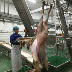 Línea Completa de Sacrificio de Ovejas a Precio de Fábrica, Maquinaria para Mataderos para Plantas de Procesamiento de Carne Halal, Certificación ISO Halal - Product Image 3