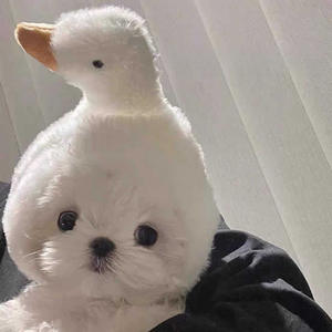 Cappello Divertente in Pile per Cani e Gatti, Costume a Forma di Hamburger per British Shorthair e Cani Tedeschi - Product Image 4