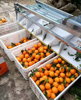 Selectiemachine voor fruit en groenten