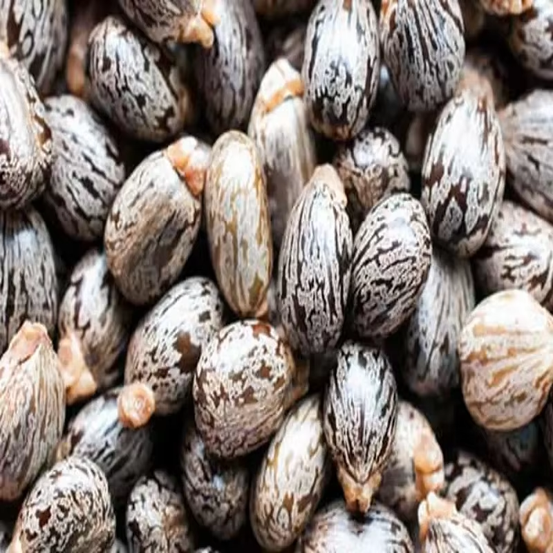 castor seeds for sale