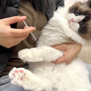 Oferta Especial: Suministros Médicos, Jeringas Desechables para <span class=keywords><strong>Insulina</strong></span>, Jeringas Veterinarias <span class=keywords><strong>de</strong></span> 0.3cc, 0.5cc y 1cc - Product Image 3