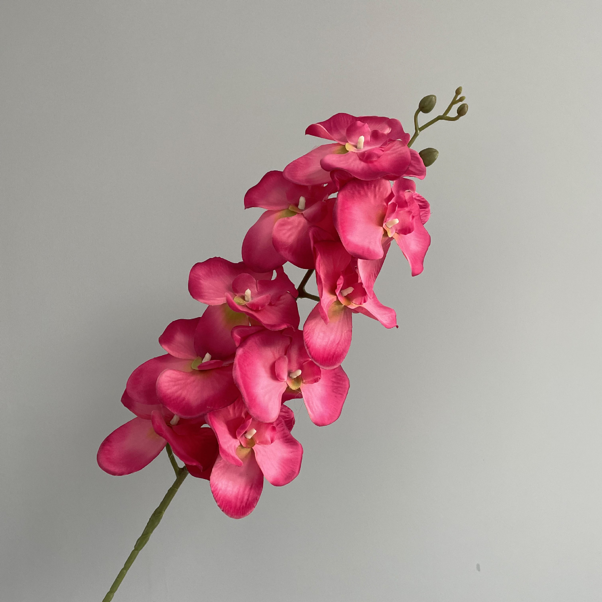 Rosa rossa
