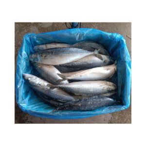 X1163 congelado pacífico cavala todo redondo fabricante de alta qualidade scomber japonicus pacífico cavala peixe 300-400g - Product Image 1