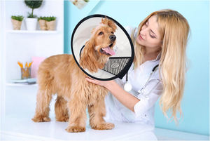 पारदर्शी समायोज्य कस्टम कुत्ते कॉलर लक्जरी पालतू कुत्ते सर्कल टोपी कॉलर एलिजाबेथ गर्दन कॉलर - Product Image 2