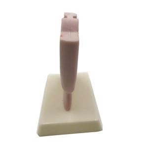 Gelsonlab HSBM-288 Modello dell'Organo Maschile, Modello del Bacino Maschile, Modello dell'Inguine Maschile, Sezione del Bacino Maschile a Grandezza Naturale 1/2 - Product Image 6