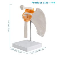 Modelo de Hombro Humano de Tamaño Natural de Alta Calidad para Ciencias Médicas, Modelo Anatómico de Hombro para Uso Educativo, CE/ISO