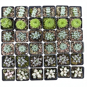 Set Misto di Haworthia Maughanii Truncata Retusa, 36 Pezzi, <span class=keywords><strong>Piante</strong></span> <span class=keywords><strong>Grasse</strong></span> in Vaso, Ideali per Giardino Interno, Decorazione Casa, Regalo, Artificiali - Product Image 1