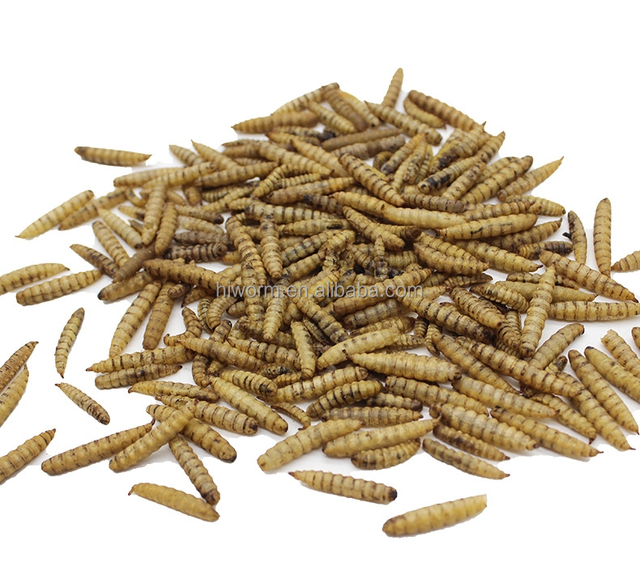 Impurity-free Dried Black Soldier Fly Larvae Calciworm in Stock