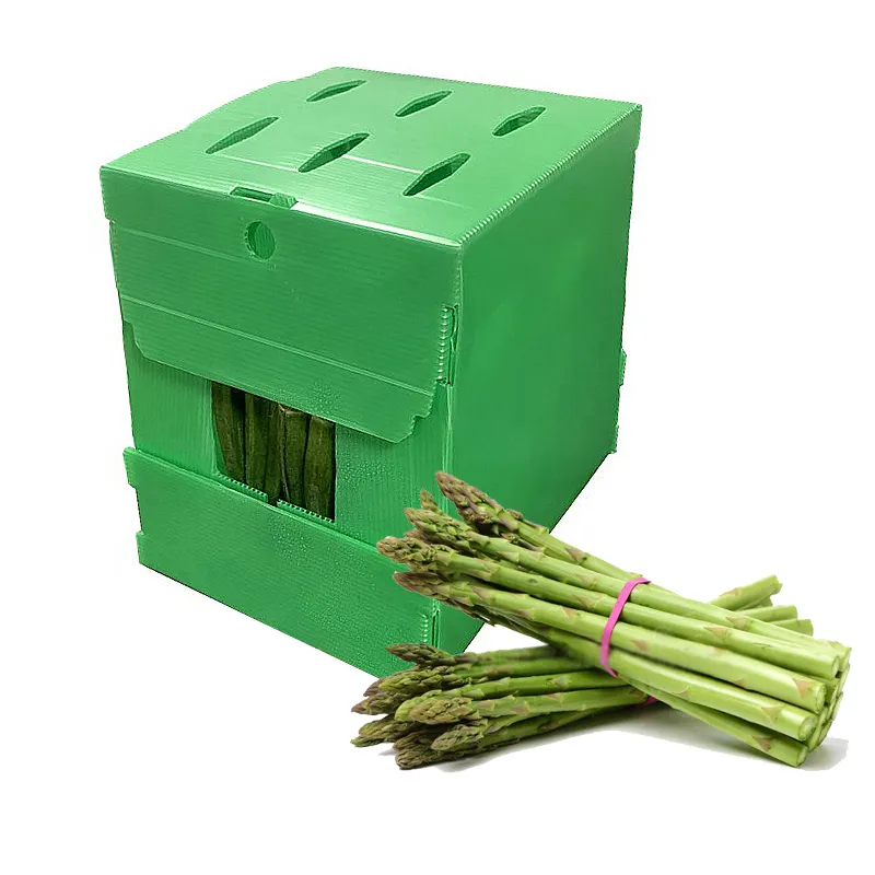 Boîte d'emballage en plastique ondulé OEM, contenant personnalisé de qualité alimentaire pour le parapente vert et frais