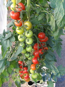 Irrigation <span class=keywords><strong>Arrosage</strong></span> Croissance Plantation Légumes Système d'<span class=keywords><strong>arrosage</strong></span> <span class=keywords><strong>automatique</strong></span> Plante Racine Irrigation Boîte d'<span class=keywords><strong>arrosage</strong></span> Conteneur - Product Image 4
