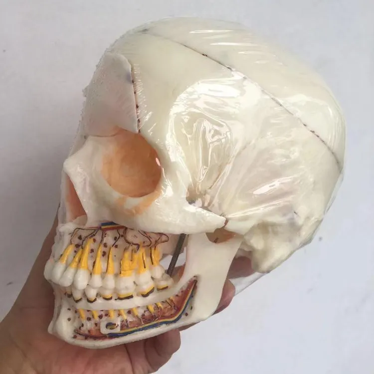 Skull model showing teeth, sinuses, arteries and nerves