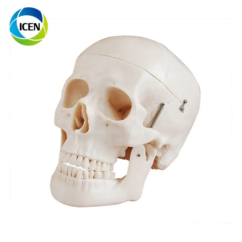 في-102 الطبية التشريحية بلاستيكية بالحجم الطبيعي تشريح الإنسان مجسم لجمجمة