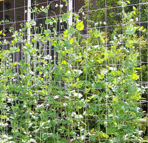Red de enrejado de polipropileno y plástico para plantas trepadoras, Red de soporte para plantas de jardín con rejilla de malla duradera para verduras - Product Image 4
