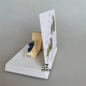 Modelo Anatómico de Oído Humano para Ciencias Médicas, Modelo de Oído Humano Ampliado - Product Image 6