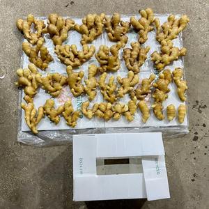 Jengibre Seco de Grado Alimenticio, Jengibre <span class=keywords><strong>en</strong></span> Polvo, Semillas de Jengibre para Materia Prima Herbal - Product Image 5
