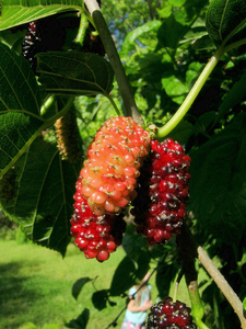 Baisfu, большие поставки, высококачественный бренд Baisfu <span class=keywords><strong>MULBERRY</strong></span>, изготовленный из хорошего сырья, порошок фруктового сиропа тутового дерева - Product Image 2