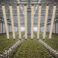 4x4 800w Led Full Spectrum Plant Grow Light Strip avec samsung Lm301b Diodes Melody 4FT 120CM IR Dim Hydroponique Greenhouse