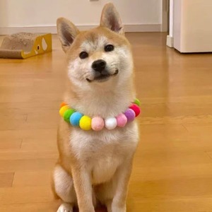 Cute Pet Collar <b>Rainbow</b> Pom Poms Small Medium Dogs Cats All Seasons Accessory Gift - Product Image 1