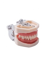 Modelo de práctica dental extraíble de PVC para estudio y práctica