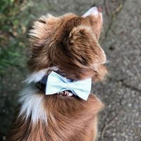 Collier pour chien et chat en coton doux et confortable avec nœud papillon, style unique, cadeau pour animaux de compagnie, 6 tailles