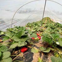 HD-AIN Transparant Gebreid Kunststof Net Anti-Hagel Anti-Insecten Net voor Tuin Bijen Vogels Bescherming Landbouw Kas Gebruik
