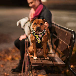 ชุดสายจูงสัตว์เลี้ยงแบบเป็นมิตรต่อสิ่งแวดล้อม สีขาวหลากสี พร้อมป้ายชื่อสัตว์เลี้ยง สายรัดอกแบบทนทาน สายจูงพร้อมหัวเข็มขัดโลหะ สำหรับสัตว์เลี้ยงขนาดเล็กถึงขนาดกลาง - Product Image 3