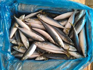 X1526 للبيع أسماك الماكريل الدائرية المجمدة بالكامل في البحر ، كومبر ياباني - Product Image 6