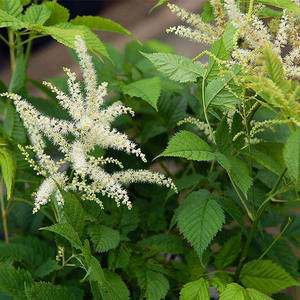 Yüksek Kaliteli Siyah <span class=keywords><strong>Cohosh</strong></span> Özü - Product Image 4