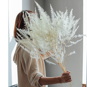 Vente en gros de fleurs séchées naturelles, vraies plantes, <span class=keywords><strong>fougère</strong></span> éternelle, feuilles de <span class=keywords><strong>fougère</strong></span> conservées pour la décoration intérieure - Product Image 1