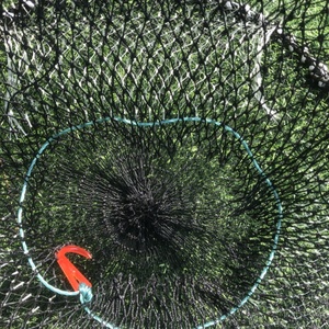 Aquaculture Parapluie flottant à ressort Piège à pêche pliable en nylon enduit de plastique Cage en filet pour crabe, <span class=keywords><strong>crevette</strong></span> et homard - Product Image 4