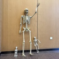 Décorations d'Halloween squelette animées, articulations mobiles, taille réduite, haute qualité, pour fêtes