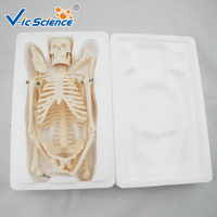 Modèle de squelette humain miniature de 45 cm, taille réelle, modèle médical de squelette, os de squelette