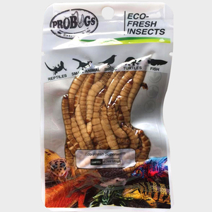 Fournisseur leader d'exportation de vers de farine supermarchés, scellés sous vide, éco-frais, pour l'alimentation des reptiles - Product Image 2