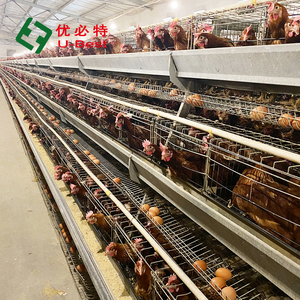 Cage <span class=keywords><strong>à</strong></span> poulets intelligente de type H U-best, automatique, pour élevage avicole, cage d'élevage pour poules pondeuses, poulailler - Product Image 2