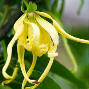 40 ans <span class=keywords><strong>d</strong></span>'approvisionnement en usine Huile essentielle <span class=keywords><strong>d</strong></span>'<span class=keywords><strong>Ylang</strong></span> <span class=keywords><strong>Ylang</strong></span> Massage corporel pur Utilisation de la peau Parfum Cosmétique Fabrication Ingrédients Romarin Rose - Product Image 5