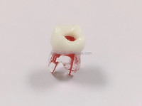 Modelo de simulador de dientes Endo de raíz Dental profesional-Resina Endodoncia Práctica Demostración Raíces anatómicas estándar para la Escuela de Medicina